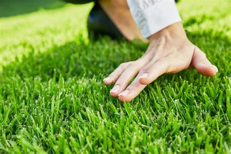 Time your mowing so you're only cutting 1/3 of irrigate the zoysiagrass as needed to keep it looking green. Empire™ Zoysia | The Ultimate Guide to Empire Zoysia | myhomeTURF