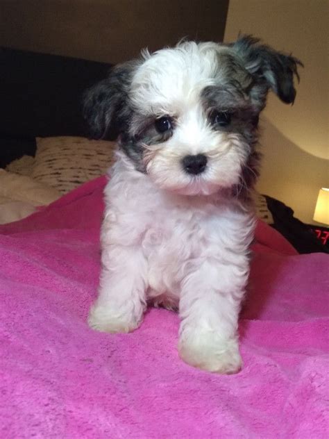 Magnifiques Bichons Maltais X Shih Tzu Chiens Et Chiots Adopter