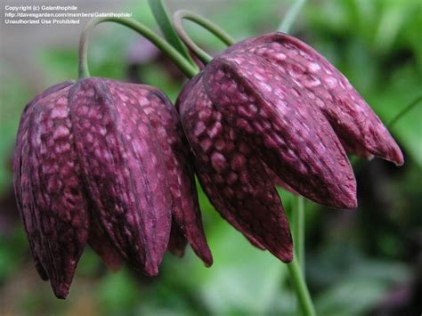It would seem this fritillaria came to the hortus botanicus here in amsterdam sometime after 1636. PlantFiles Pictures: Fritillaria Species, Checkered Lily ...