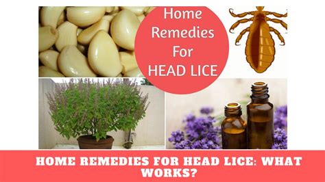 Home Remedies For Head Lice What Works Home Remedy For Head Lice