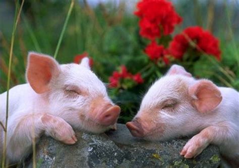 1920x1080px 1080p Free Download Cute Sleeping Pigs Pink Pigs