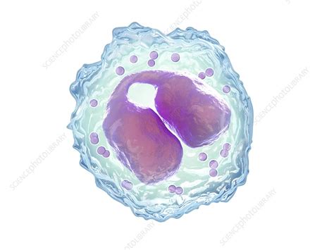 Eosinophil White Blood Cell Illustration Stock Image C0475461