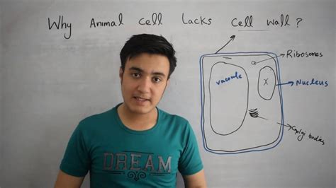 By knowing what organelles animal cells have and their general shapes, you can easily draw an animal cell. Why Animal Cell has NO Cell Wall? - YouTube