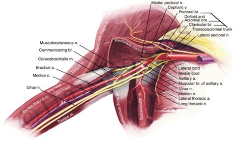 Excessive sweating, which often affects the armpits and hands. New Photos in Axilla anatomy
