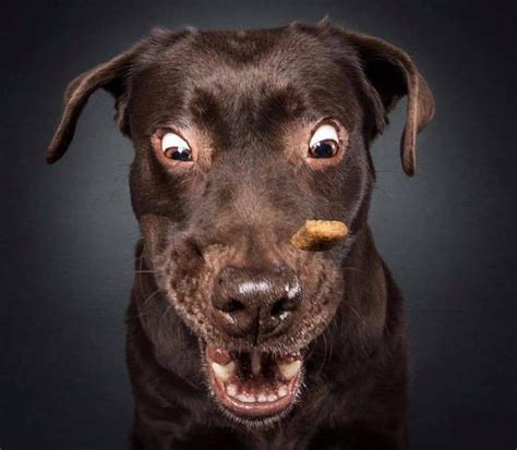 Photographer Captures Dogs Catching Treats Theyre Hilarious U105