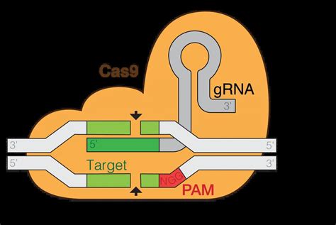 What Is Crispr Cas9 Genome Editing Technique And Why Has It Become So