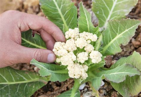 Gardening Made Easy How To Grow Cauliflower At Home