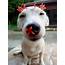 Wholesome Pictures Of Dogs Who Love Flowers In 2021  Cute Animals