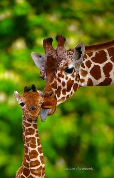 Baby Giraffe Scrolller
