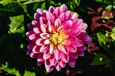 Pink Dahlia Flower With Raindrops Growing In The Garden Stock Image Image Of Blossom Nature