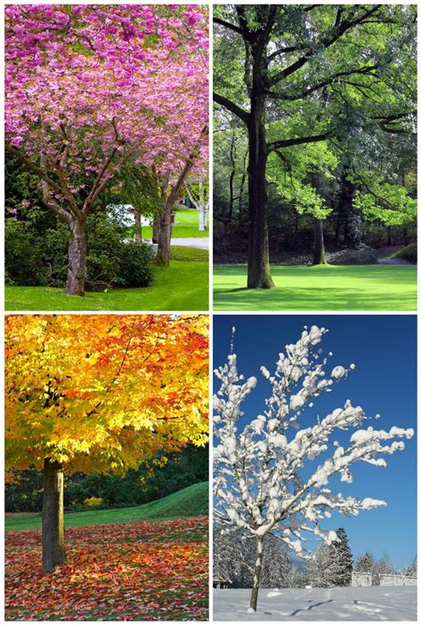 Why We Call The Seasons Summer Autumn Winter And Spring Collage