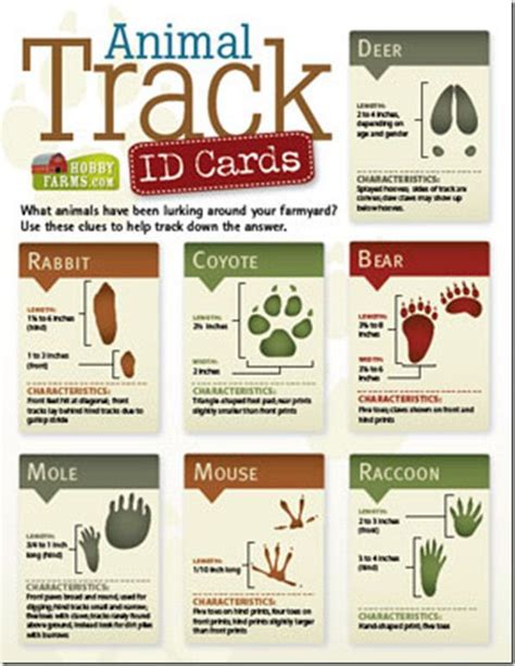 Maybe you would like to learn more about one of these? Infographic-ish: Animal Track ID Cards | Animal tracks, Scout activities, Hobby farms