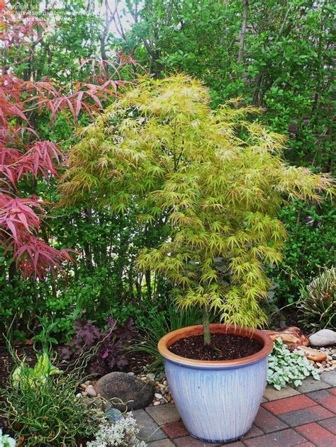 A japanese maple will grow the size container it is put in. 47 best Japanese Maples in Containers images on Pinterest