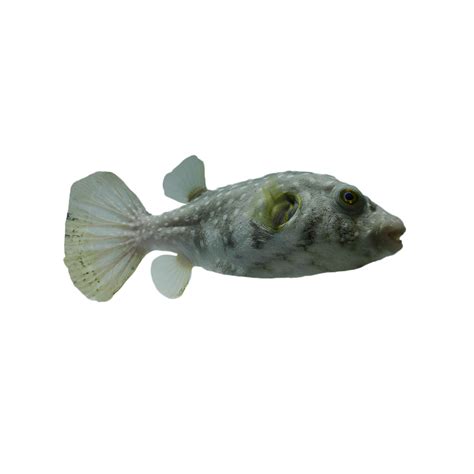 Stars & Stripes Pufferfish, 3.25"-4.25" | Petco