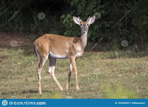Young White Tailed Deer Buck In Velvet Antlers Stock Image Image Of