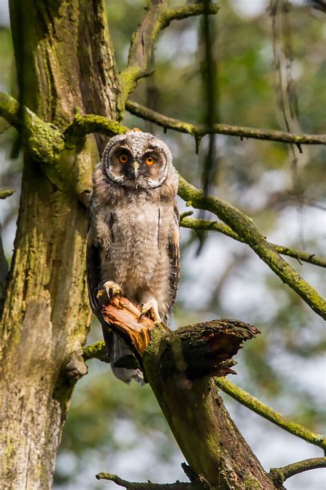 Darley Dale Wildlife Long Eared Owls Almost Fully Grown