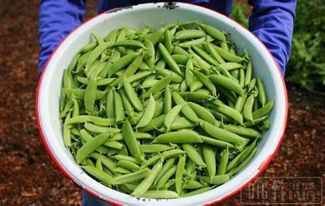 Sugar snap peas, pisum sativum var. Planting Guide - Starting Peas from Seed - Dig for Your Dinner