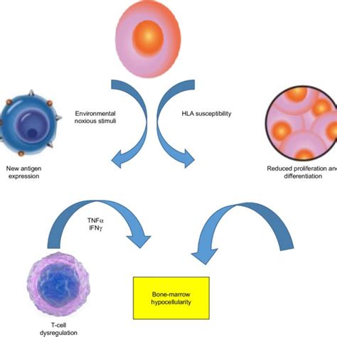 Pathophysiologic Mechanisms Of Aplastic Anemia Abbreviation Hla