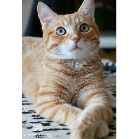 Cats Of Instagram On Twitter Tabby Cat Pretty Cats