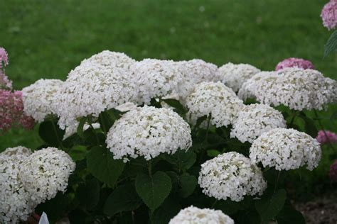 Invincibelle Wee White Hydrangea Plant Library Pahls
