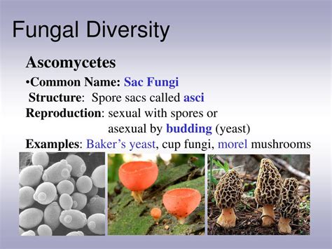 Ppt Characteristics Of Fungi Powerpoint Presentation Free Download