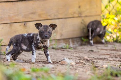 First Litter Of Rare African Painted Dogs For Zoo Zooborns