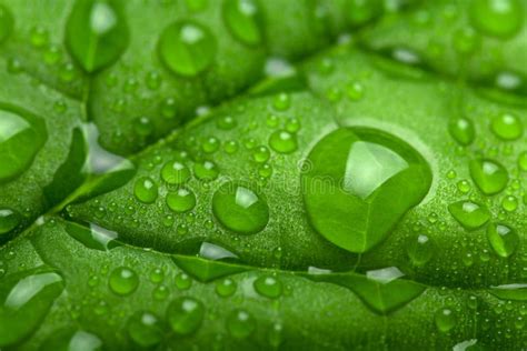 Fresh Leaf With Water Droplets Stock Photo Image Of Background Macro