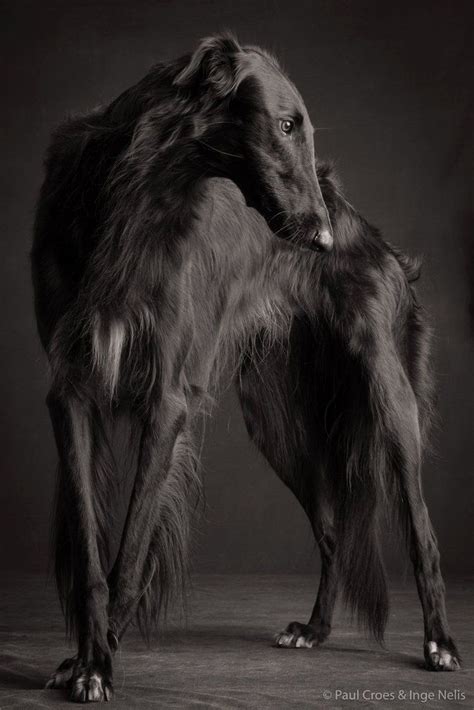 Borzoi Russian Hound Photographer Paul Croes With Images Borzoi