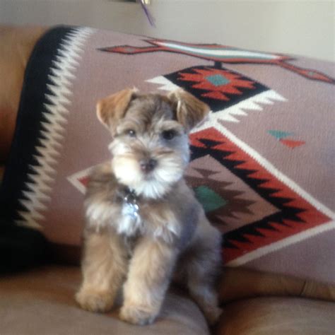 Find puppies and breeders in your area and helpful information. Mini Schnauzer Puppies For Sale Near Me - Pets Ideas
