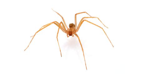 How To Get Rid Of Brown Recluse Unugtp News