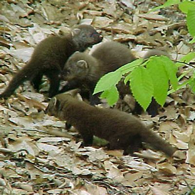 Google the words fisher cat, and you'll inevitably find some pretty terrifying results: Maine Fisher Cats | Fisher cat, Fisher animal, Cats
