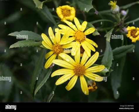 Yellow Composite Daisy Flowers Asteraceae Bloukrans River Gorge