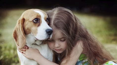 Nuestros Amigos Los Animales La Empatía En Los Perros Un Poder Sanador