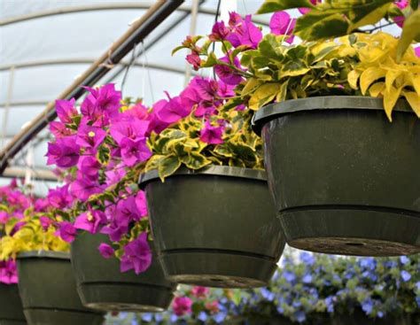 Best Hanging Baskets For Full Sun Fairview Garden Center