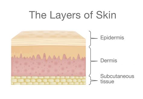 Skin Diagram To Label