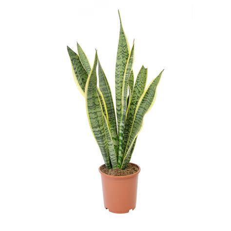 Find the perfect mother in laws tongue plant stock photos and editorial news pictures from getty images. 190mm Snake Plant Mother-In-Law's Tongue - Sansevieria ...