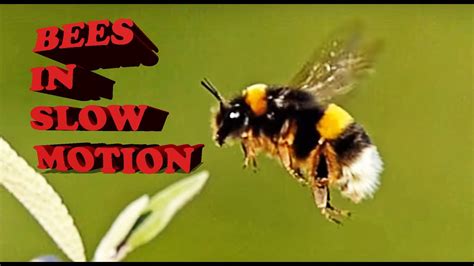 Hymenoptera Bees In Slow Motion Abelhas Em Câmera Lenta Youtube