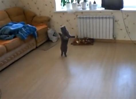 Cat Walking On Its Hind Legs Is Briefly Hilarious Video Huffpost Uk