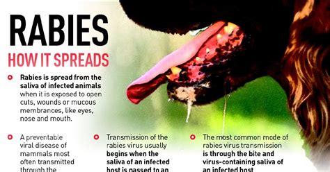 Infographic Rabies New Straits Times