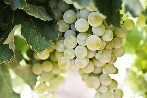 9 Great Facts About Grapes Fact City