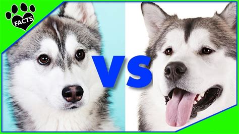 Siberian Husky Vs Alaskan Malamute Which Is Better Dog Vs Dog