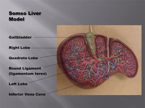 Somso Liver Model 3 Diagram Quizlet