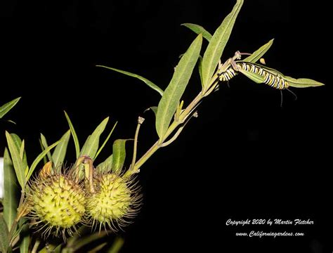Gomphocarpus Fruticosus Swan Milkweed Narrow Leaf Cotton Bush California Gardens