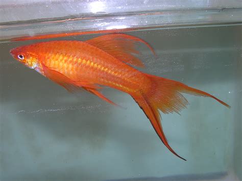 Red Lyretail Swordtail Experiment Goliad Farms
