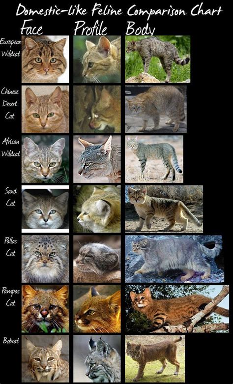Wild Cat Species Comparison Chart Domestic Like Cats By Hdevers On