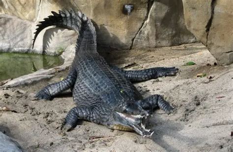 Gharial Description Habitat Image Diet And Interesting Facts