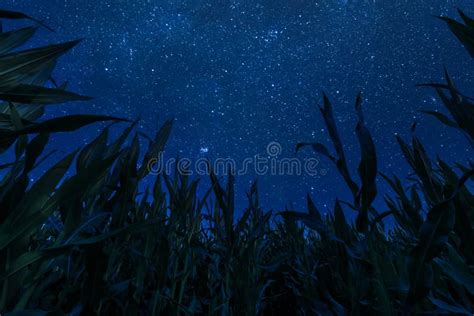 Corn Field And Night Sky With Stars Stock Image Image Of Agricultural