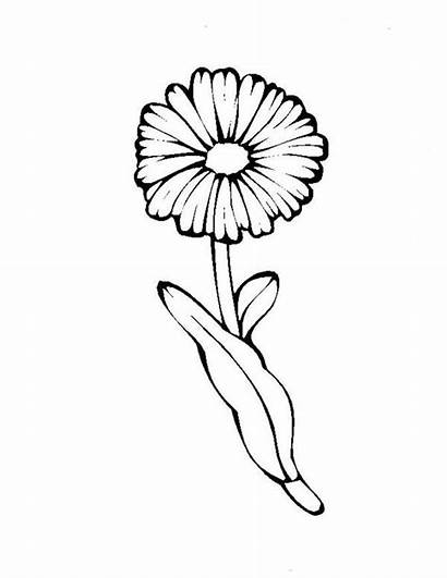 Coloring Flower Daisy Dandelion Pages Printable Getcolorings