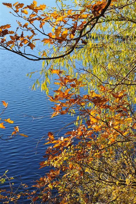 Free Images Tree Water Branch Sunlight Leaf Flower Lake