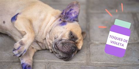 Mi Perro Comió Toques De Violeta ¿qué Le Va A Pasar